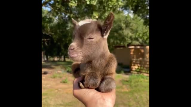 Cutest Baby animals Compilations