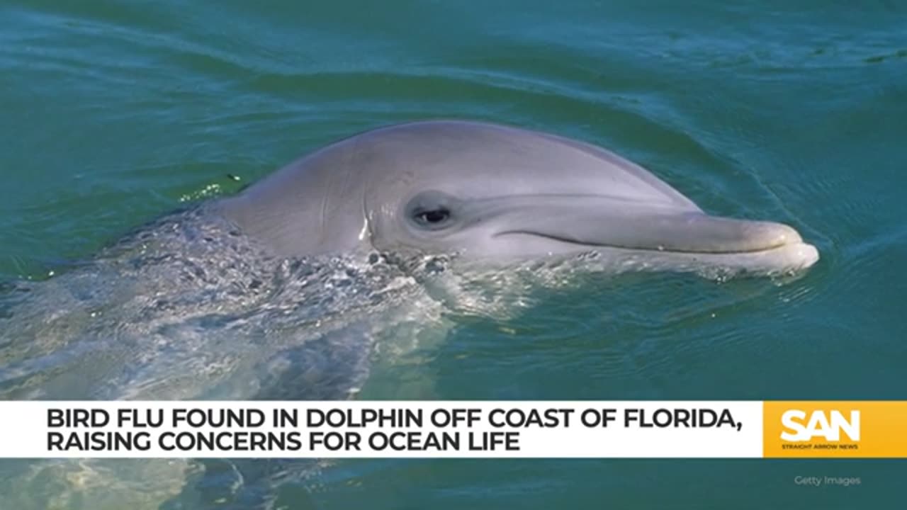 Study- Bottlenose dolphin tested positive for bird flu off Florida coast