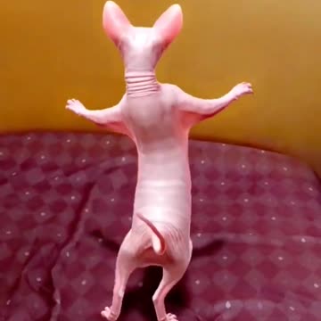 Funny cat dance
