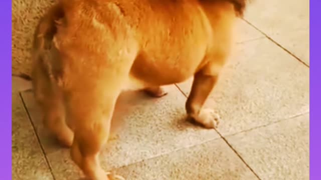 Funny animal video