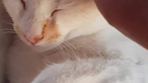 The beauty of cats and their connection to humans