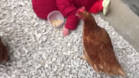 Baby and little chicken