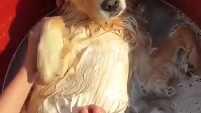 Dog Shower Sexy