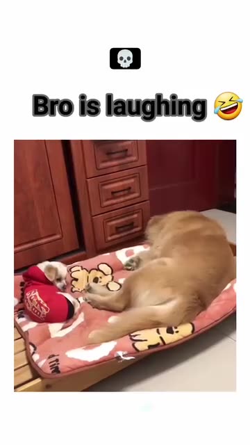Cute 🥰 🐶 can not control laughing 😂