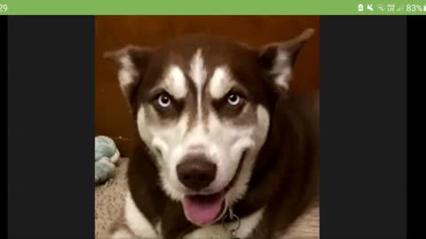 PATRIOT UNDERGROUND GENE DECODE PART1