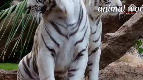 #animal world# animal world# asian white tiger