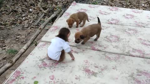 Cute puppies love to play with baby