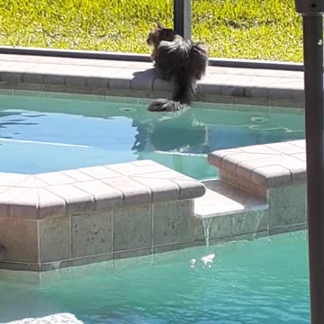 Our cat with it's tail in the water again.