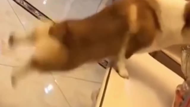 Funny Animals Video
