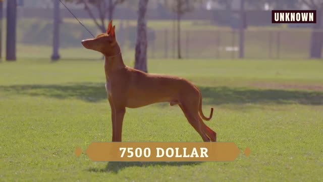 This is the most unique dog that runs the fastest