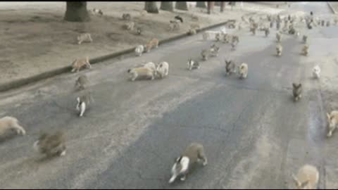 Gif video of many rabbits