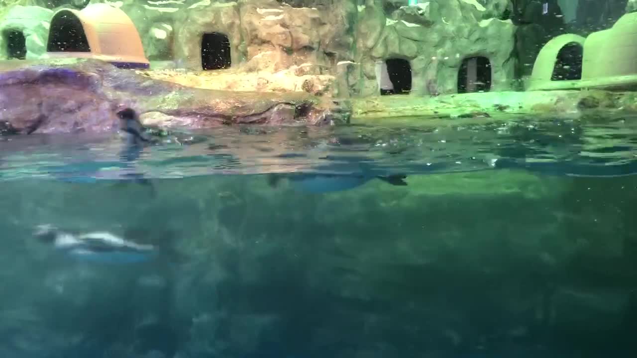 The penguins swimming. It's so fast.