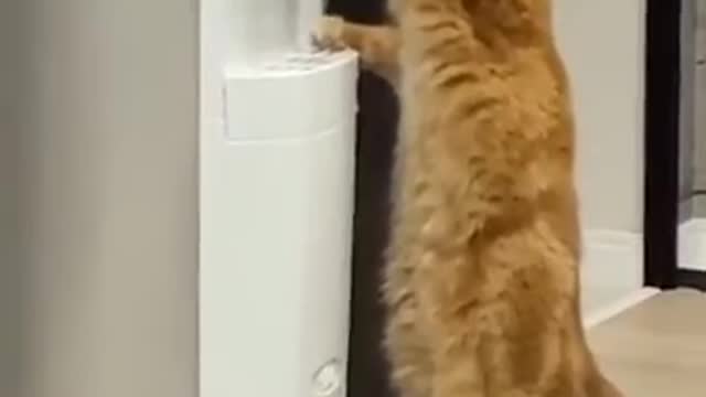 Intelligent cat drinks water itself funny video,viral cat