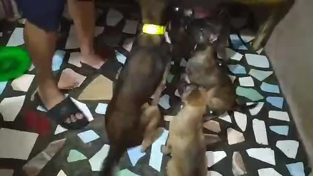 ADORABLE PUPPIES IN TRAINING