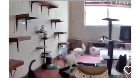 room full of cats go ballistic in chain reaction when something falls over.