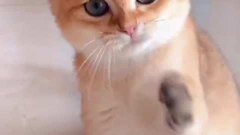 CAT FUNNY VIDEO