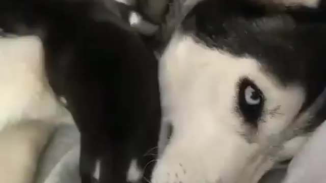 Dog Videos | beautiful dog videos
