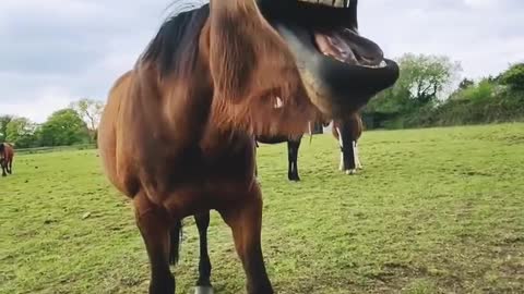 WILD HORSE SMILE AND ROLL|| FUNNY VIDEOS