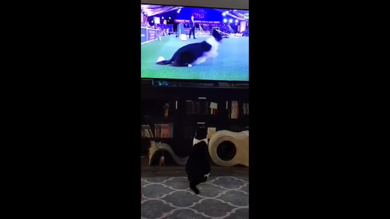 Cat wants to be like border collie on TV