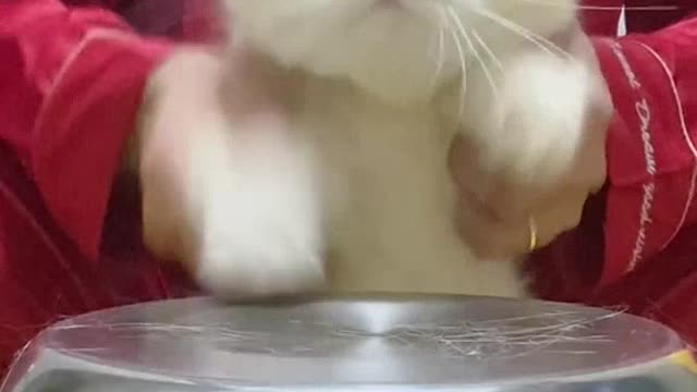 Funny animals #shorts #cats