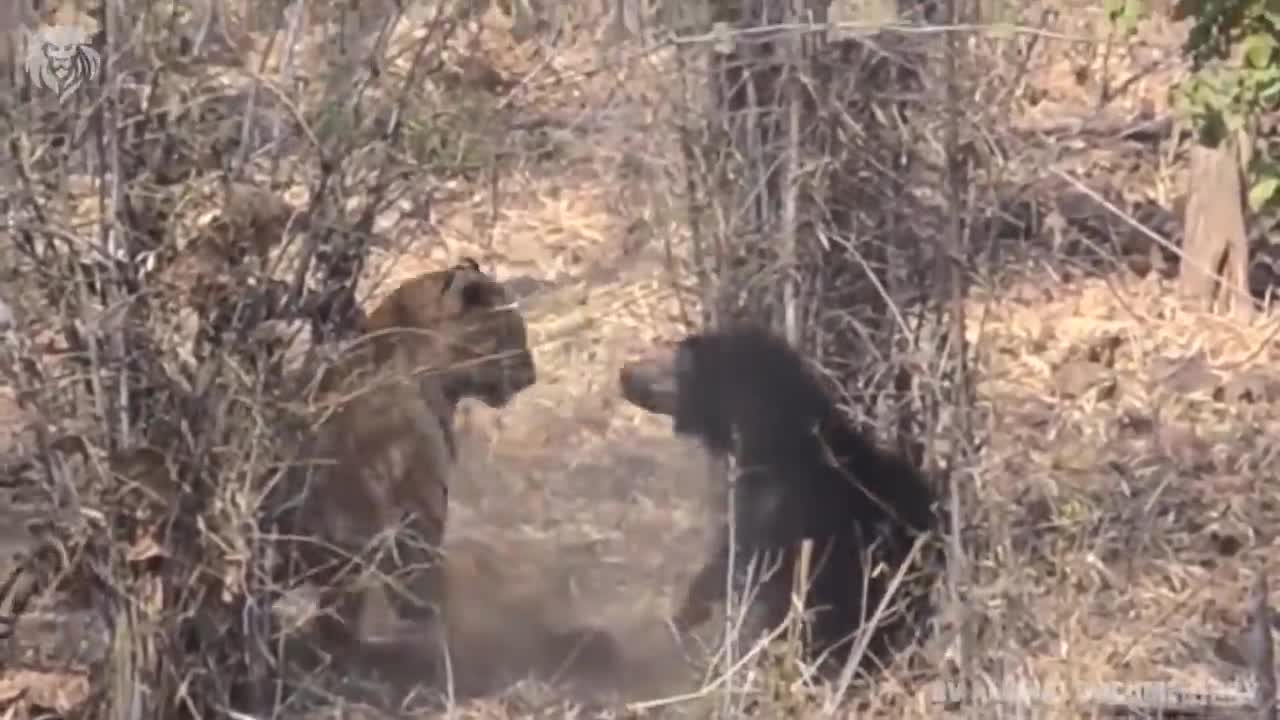 Extreme fights Tiger vs Bear , Wild Animals Attack