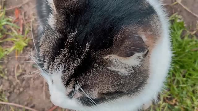cat having fun in the house