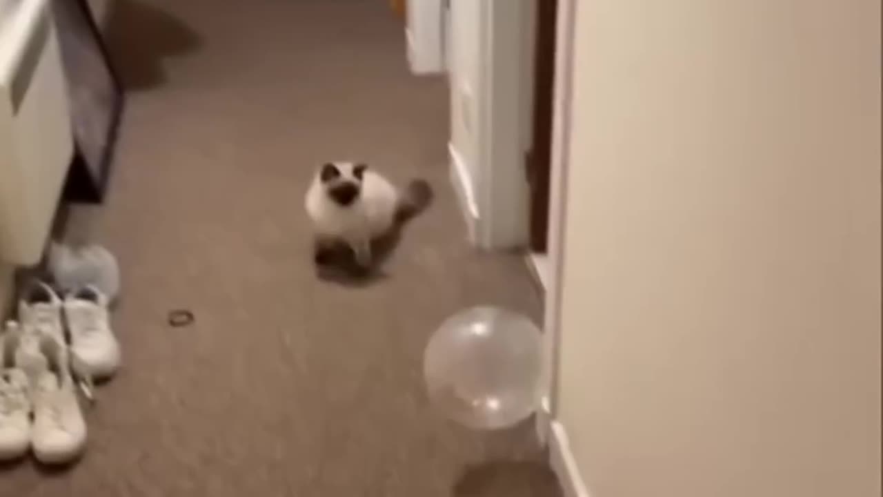 Funny animal video