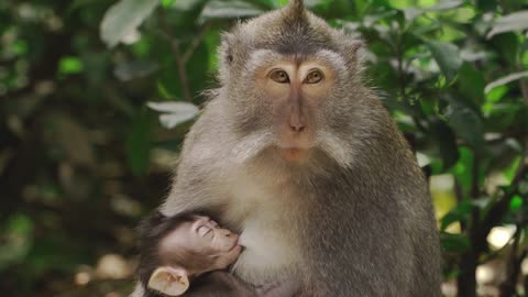 A Monkey Feeding Her Baby