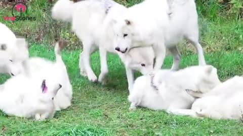 THIS DOG JUST KEEP GROWING | MYTH EXPLAINED