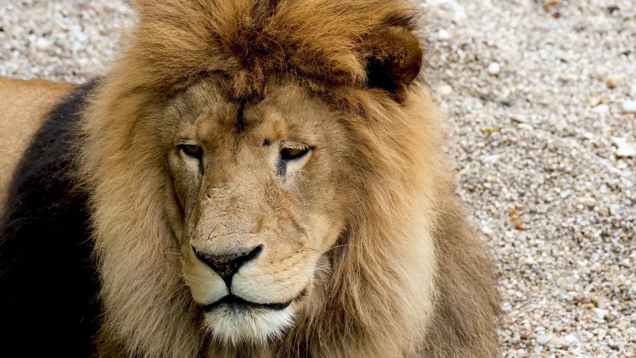 4K Safari Adventure: Lions of the Savannah