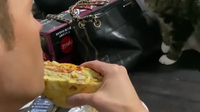watch this cat go crazy over my sandwich- Really cute and funny