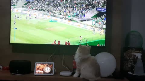 This kitten loves soccer