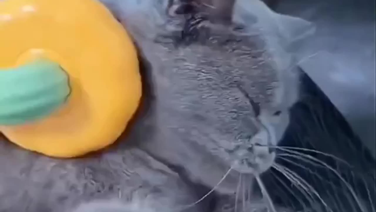 The brush cat loves the most!