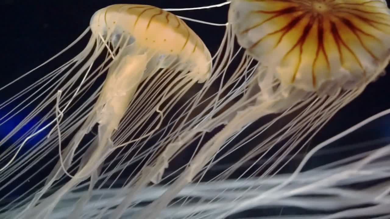 Beautiful poisonous jellyfish swims through the deep blue sea