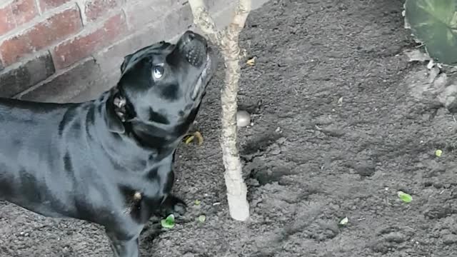 Dog Has Issue with Tree