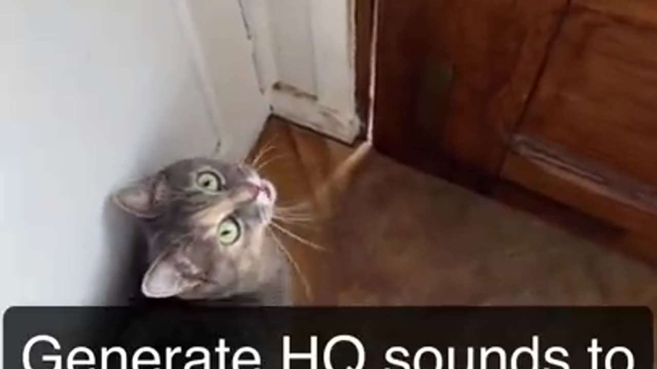 Funny Cat Meow Sounds