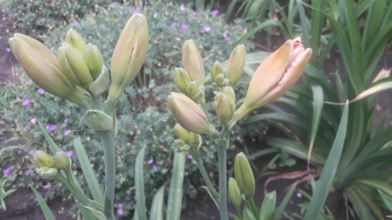 Daylily blossoms