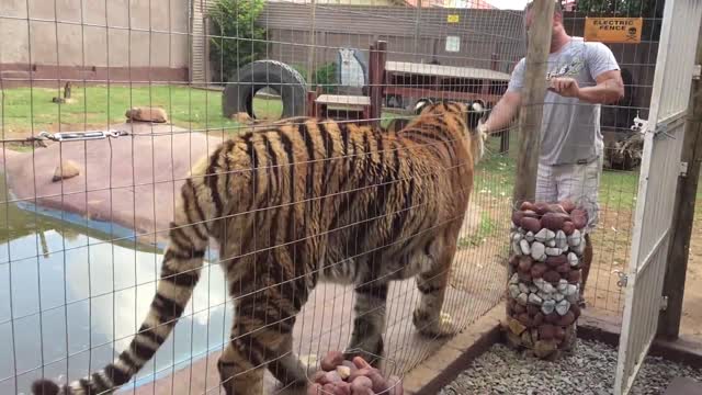 Tiger attack , why You should not turn Your back