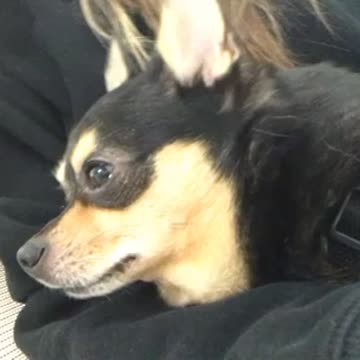 Pet the puppy love the puppy