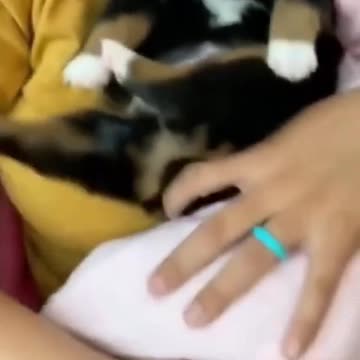 Little baby human & puppy friends