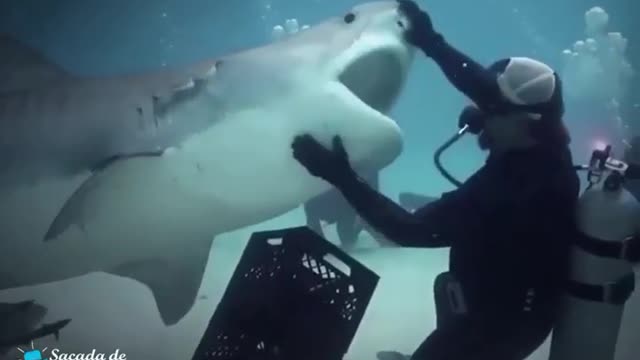 Divers facing SHARKS face to face