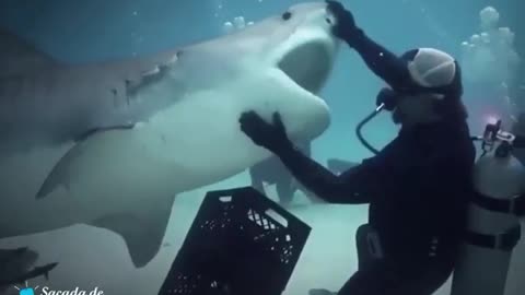 Divers facing SHARKS face to face