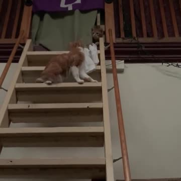 Cats are better when you raise them with their siblings, at least two together.