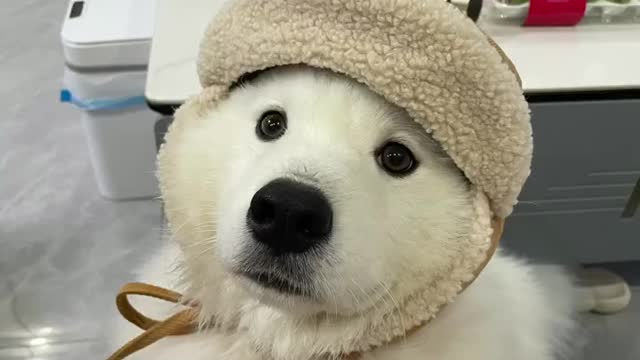 cute dog like bear