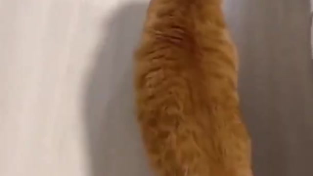 Cute Cat is Walking Funny in Home