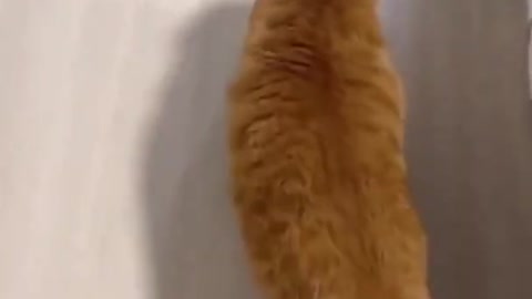 Cute Cat is Walking Funny in Home