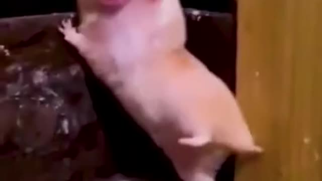 Cute animals Videos Compilation cutest moment of the animals - Cutest Puppies