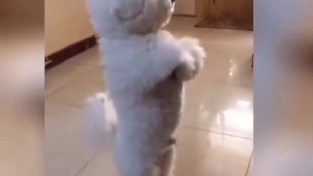 Best Cute and Funny Cats and Dogs 2019 💕 Funny Pet Videos
