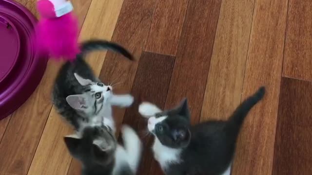 Kittens come running