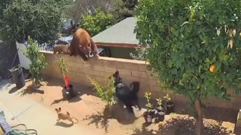 animal video...!